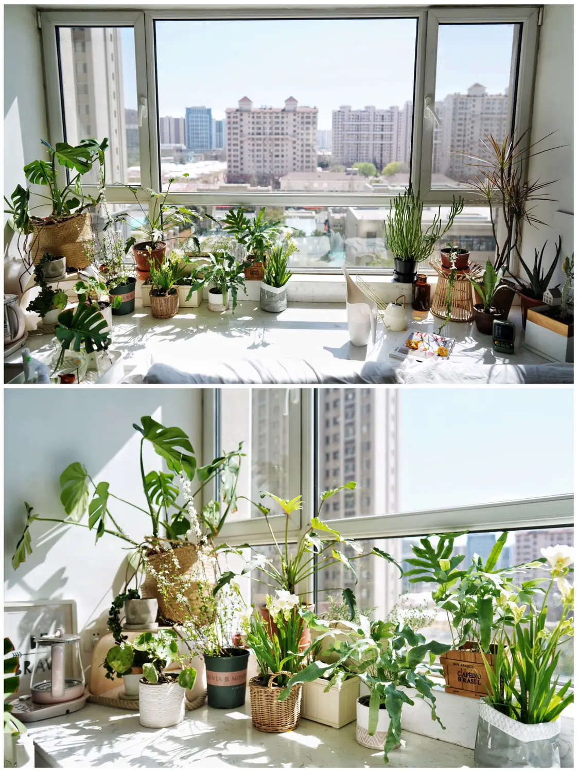 飘窗的小小植物园图片_4
