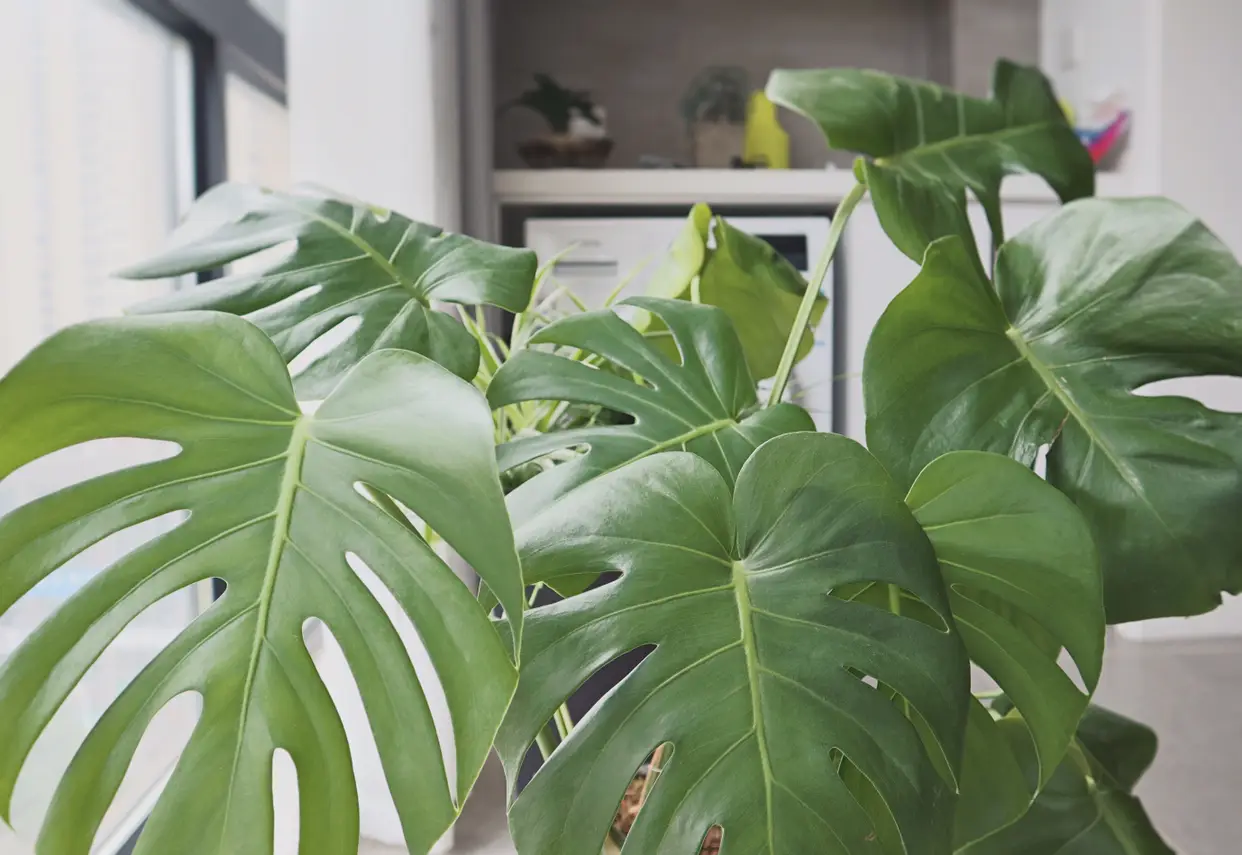 我家的植物图片_0