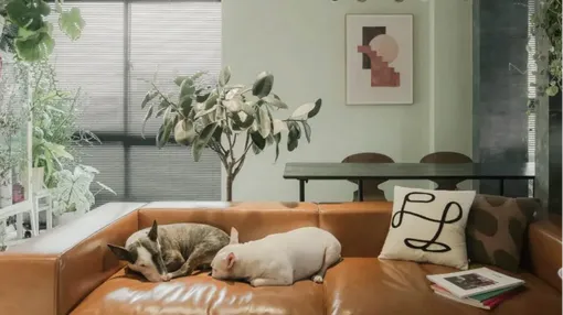 颜值美炸！花砖、绿植，住&租一体