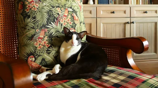 170m²英式田园风，三口之家带一猫，赞！