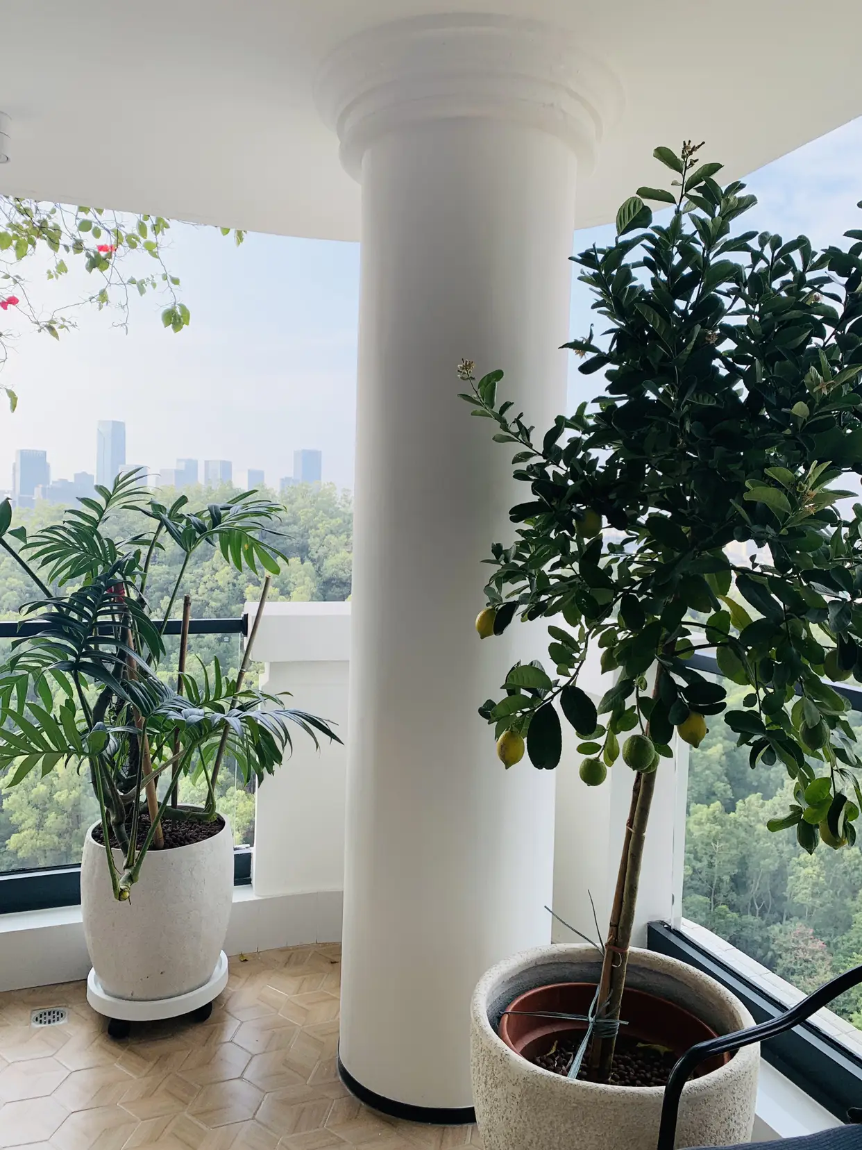 今天立春🌿来我家阳台感受春天的气息吧！图片_1