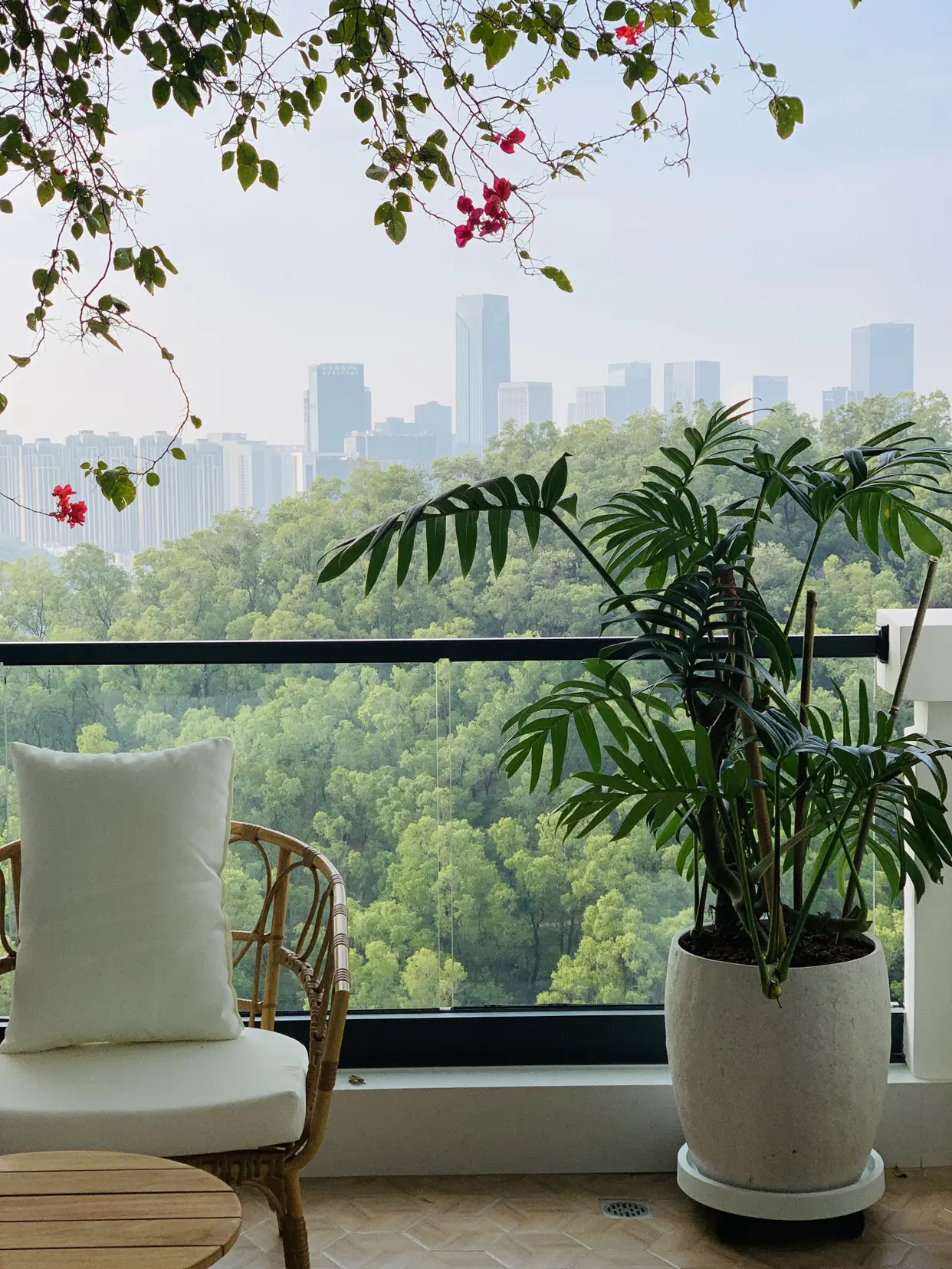 今天立春🌿来我家阳台感受春天的气息吧！图片_3