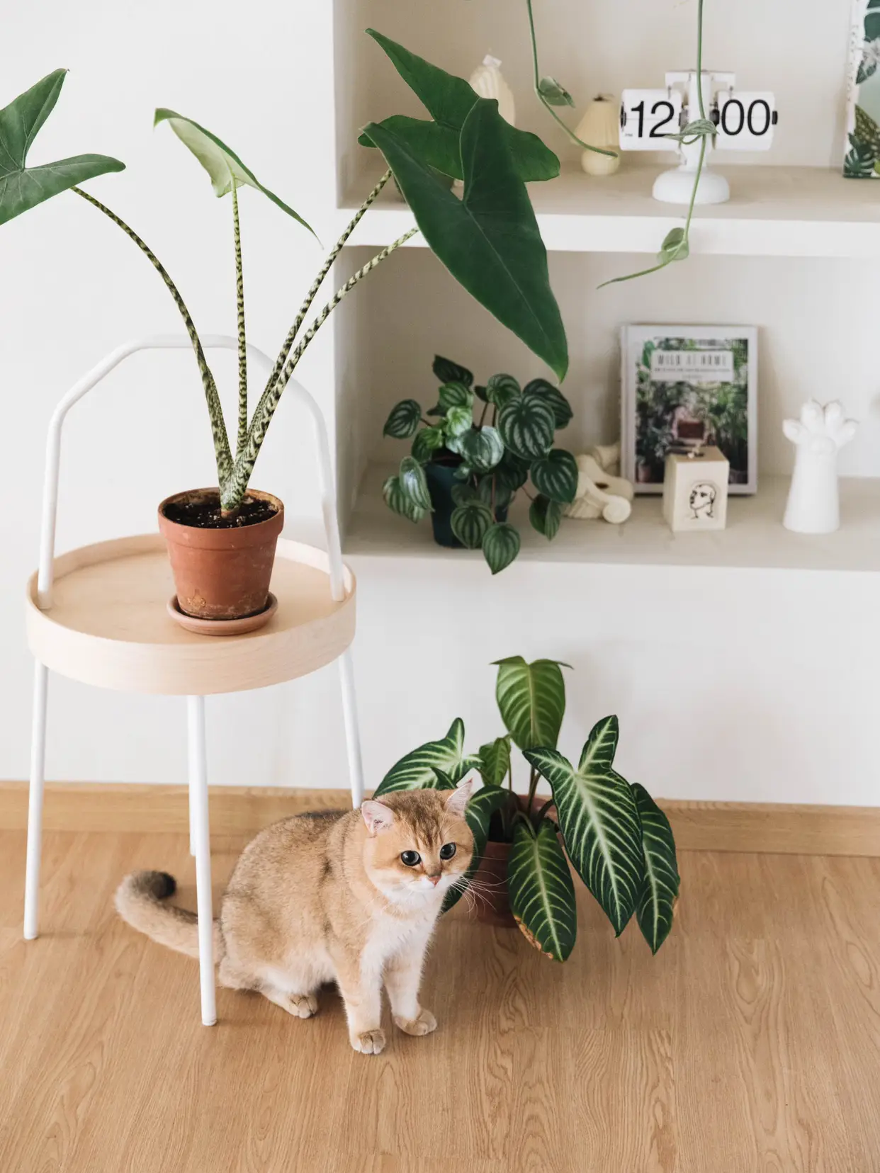 🪴春日家居｜拱门壁龛植物角和绿植客厅图片_3