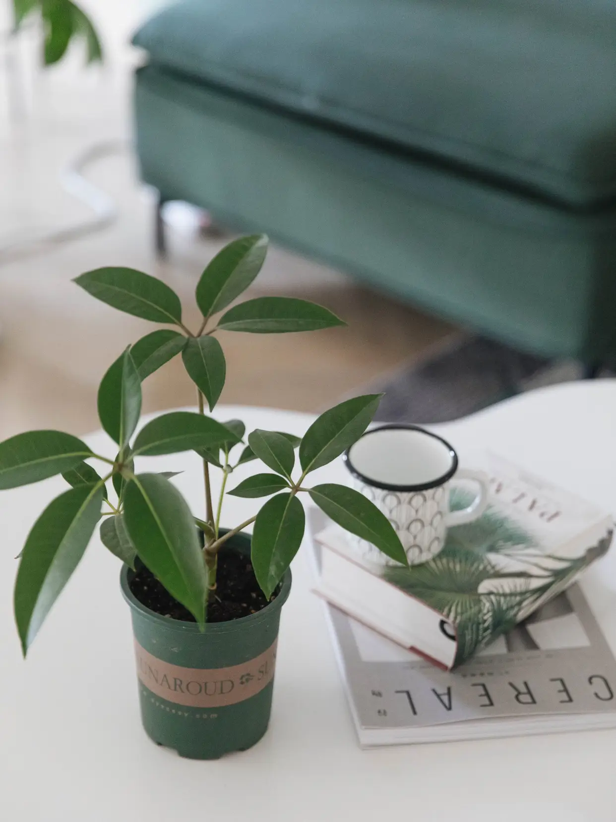 🪴春日家居｜拱门壁龛植物角和绿植客厅图片_7