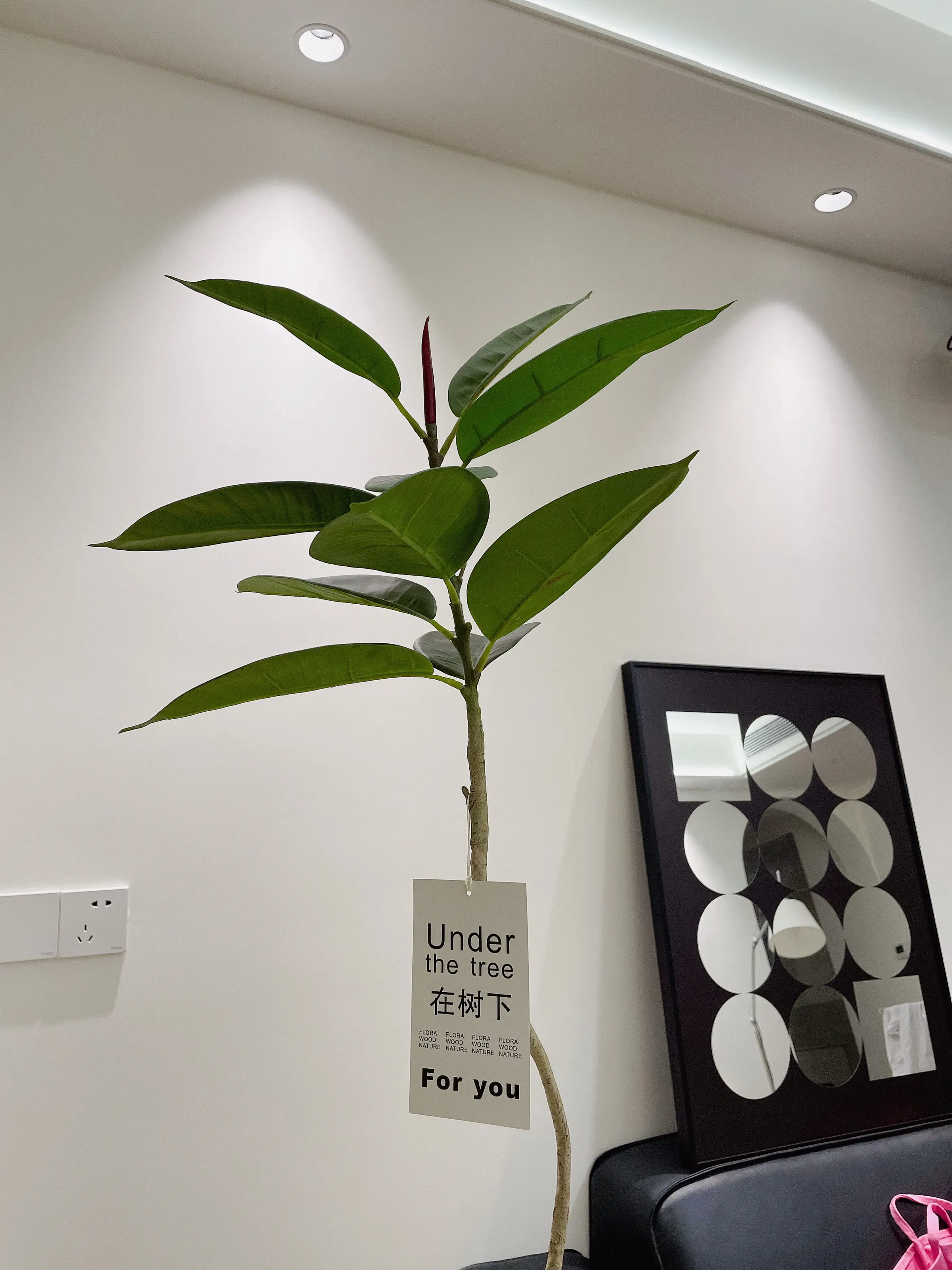 装饰新家，从一盆绿植开始🌱图片_5