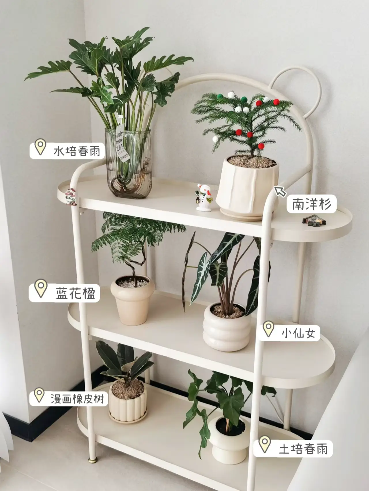 新房必备！小绿植打造家的氧吧🌱图片_0