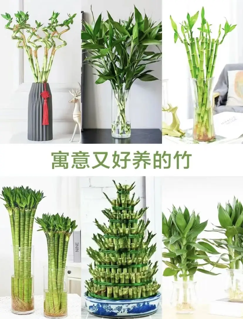 这些绿植放心养 | 绿植是家最好的软装！图片_6