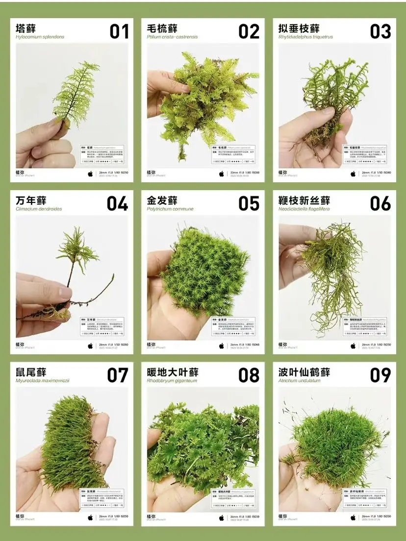 这些绿植放心养 | 绿植是家最好的软装！图片_0