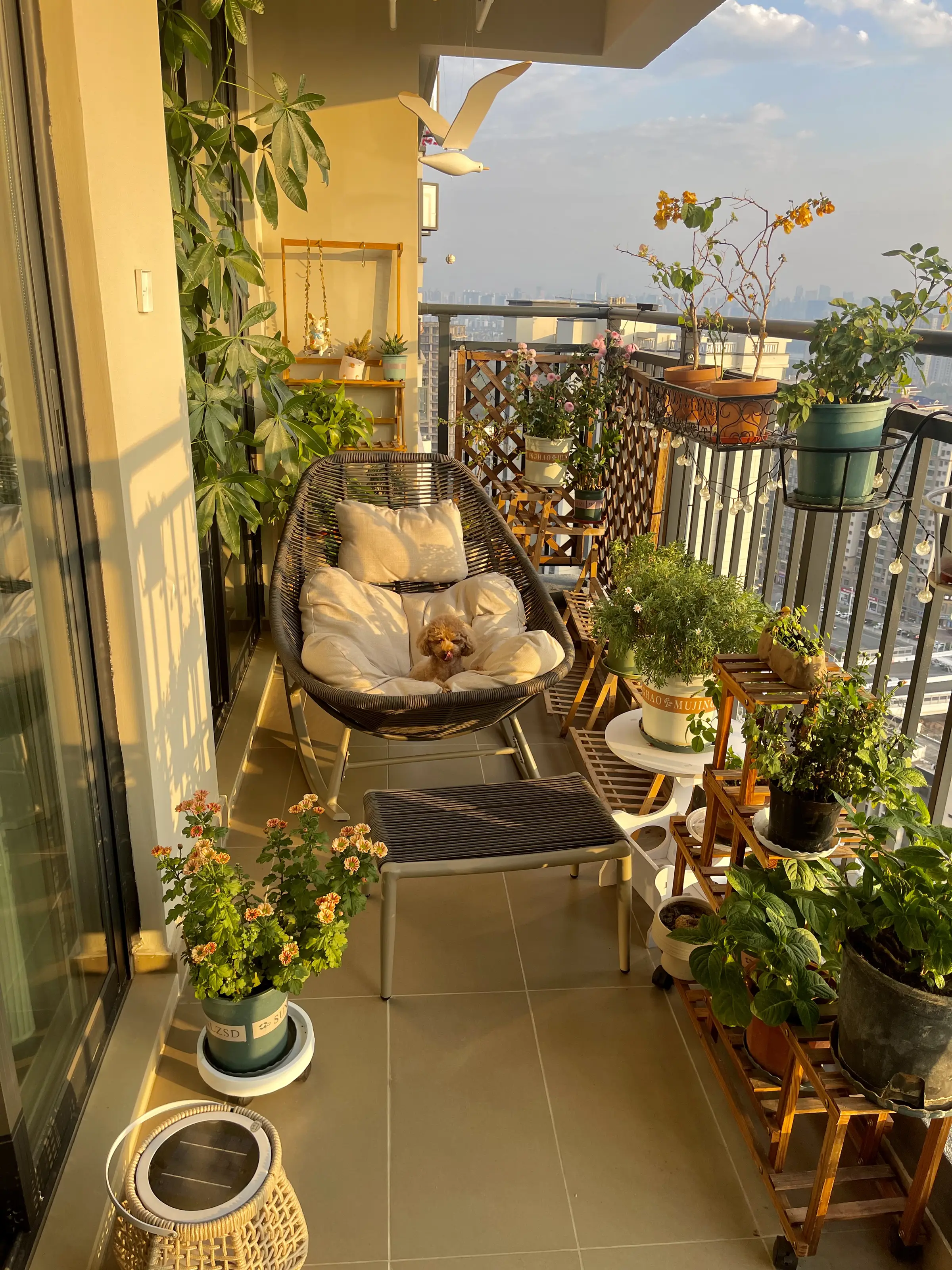 🌞没有大片土地，小阳台也能打造空中花园💐图片_2