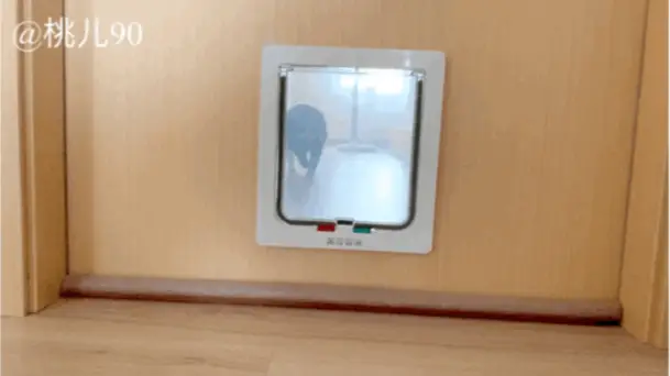 宠和谐共处的家，有什么独特的设计小巧思呢？猫（狗）专用门