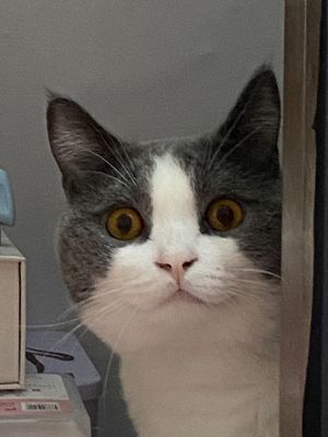 小南不算南