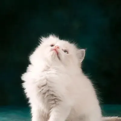 九江做装修的何工