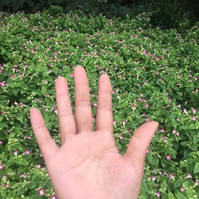 优雅叶子MQI