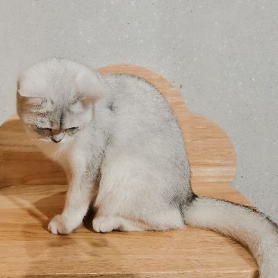 瑶瑶的复古小洋房